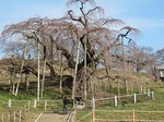 三春滝桜　開花間近